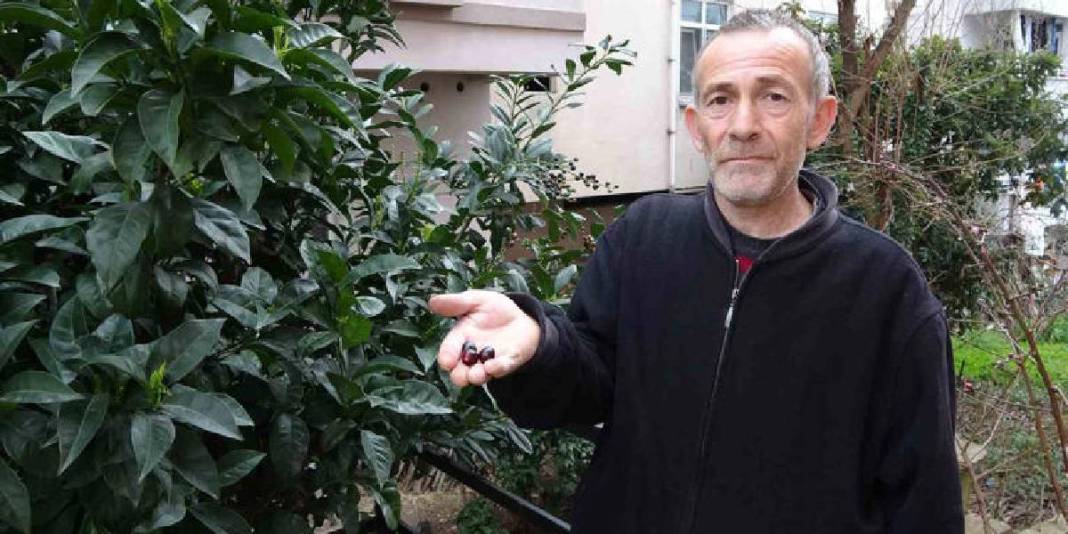 Mevsiminden 3 ay erken meyve verdi: Tadının güzelliği daha da şaşırttı 2